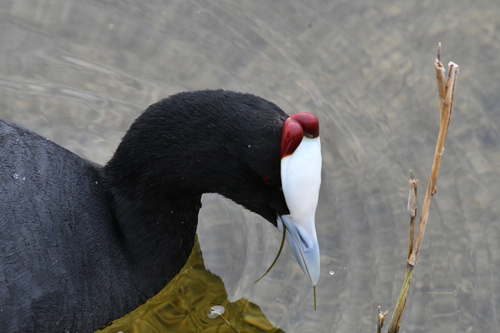 iNaturalist: (c) jgchoquette, some rights reserved (CC BY-NC), uploaded by jgchoquette iNaturalist image