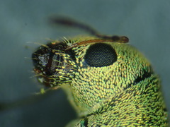Pachyrhinus lethierryi