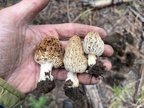iNaturalist observation photo of Mountain Blond Morel