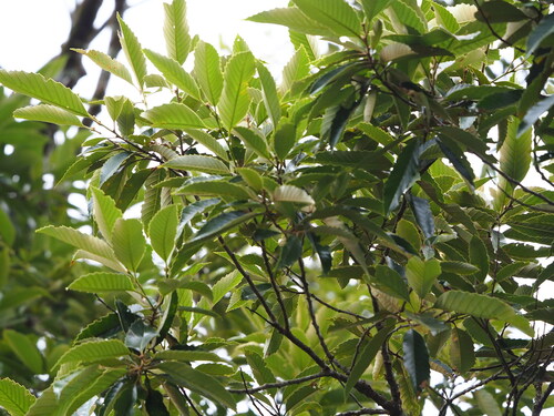 Castanopsis indica, photograph 3