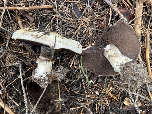 iNaturalist observation photo of Agaricus moronii