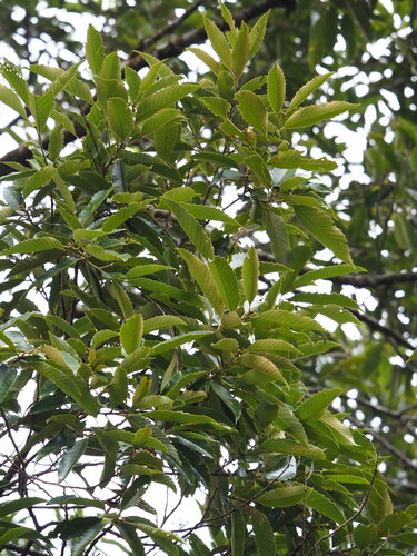 Castanopsis indica, photograph 4