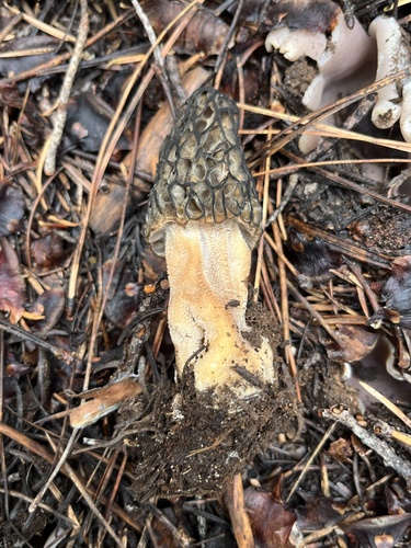 iNaturalist observation photo of Natural Black Morel