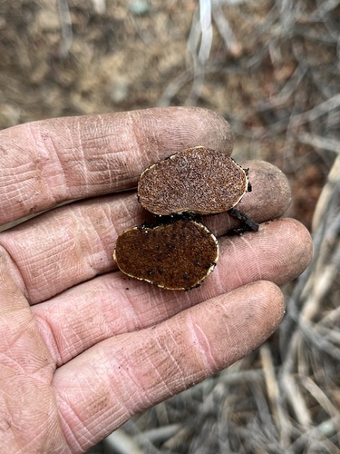 iNaturalist observation photo of Phlegmacium sublilacinum