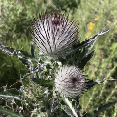 Cirsium occidentale occidentale