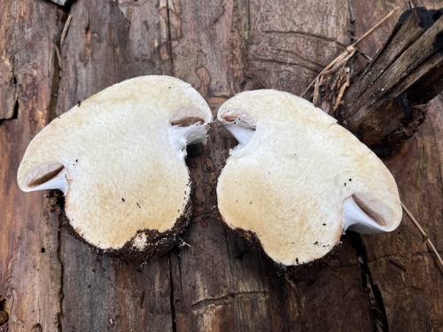 iNaturalist observation photo of Phlegmacium wiebeae
