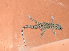 Phyllodactylus lanei
