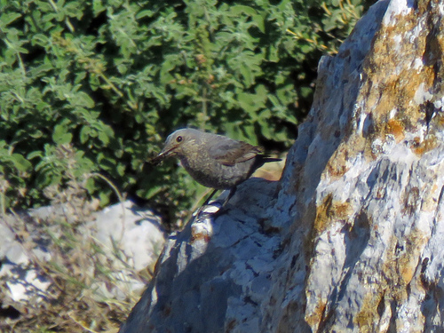 Blue Rock-Thrush
