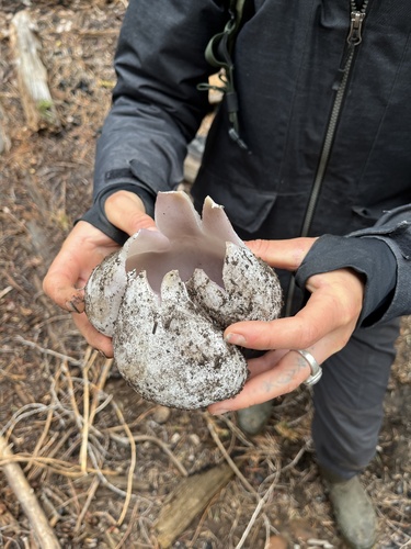 iNaturalist observation photo of Sarcosphaera