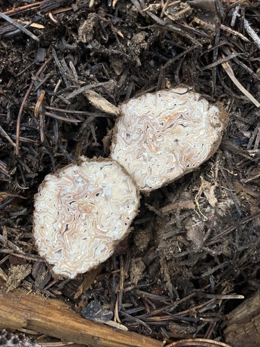 iNaturalist observation photo of Geopora cooperi