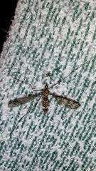 Leptotarsus cubitalis