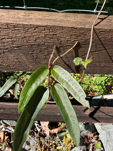 Common Silkpod