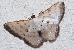 Berberodes cassiteris