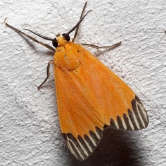 Uranophora walkeri