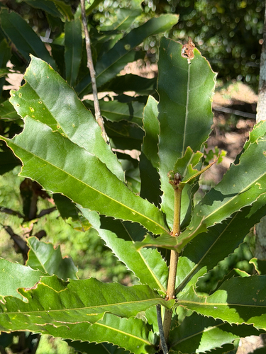 Rough-shell Queensland Nut