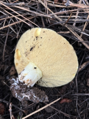 iNaturalist observation photo of Suillus pseudobrevipes