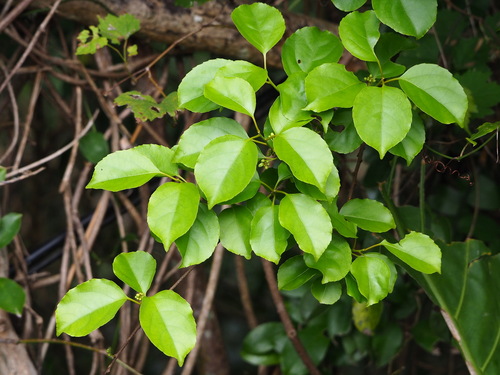 Celastrus kusanoi (Celastrus kusanoi)