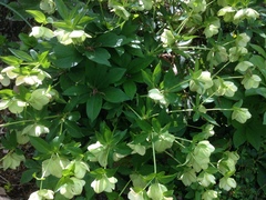Helleborus viridis