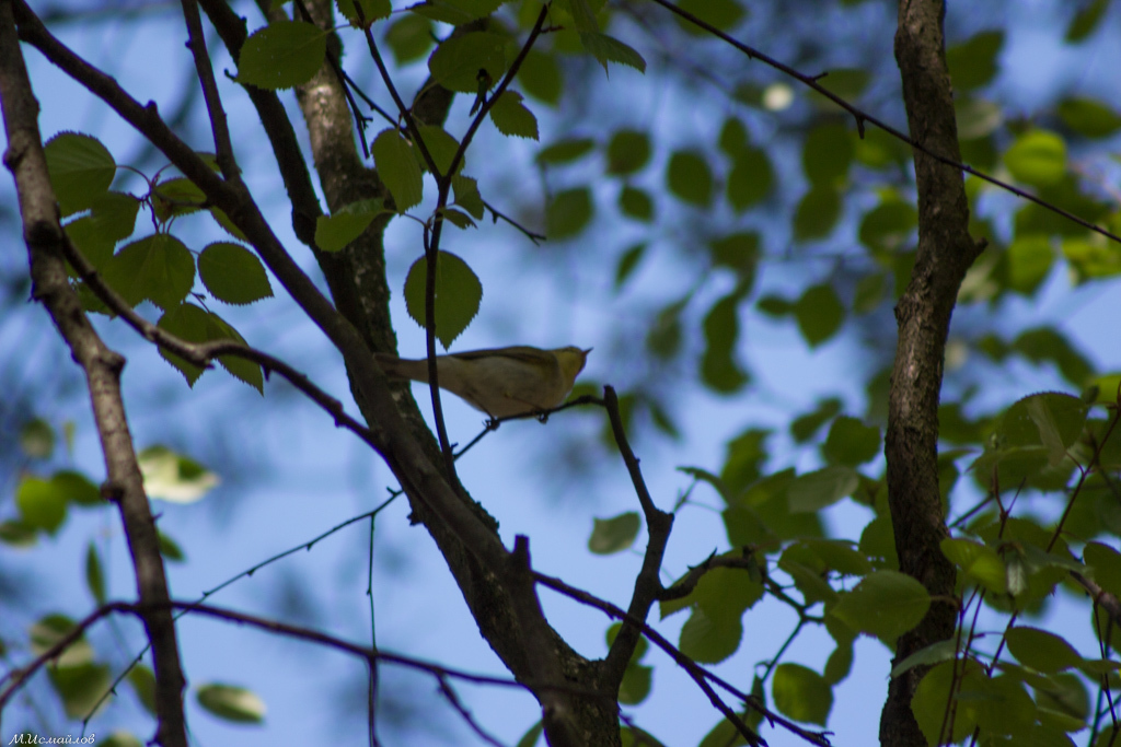 Wood Warbler