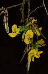 Diphysa puberulenta