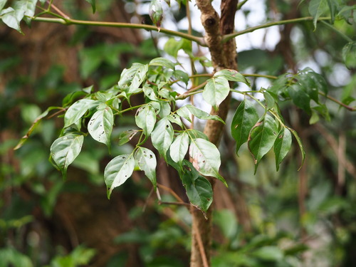 Radermachera sinica
