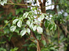 Radermachera sinica