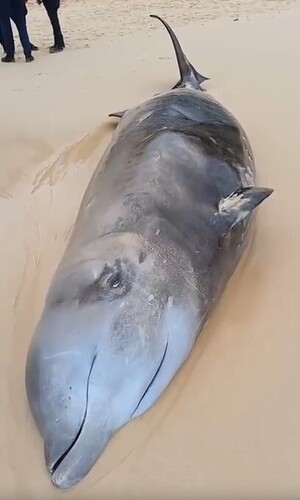Cuvier's Beaked Whale