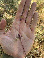 Trifolium ciliolatum, photograph (c) paulexcoff, some rights reserved (CC BY-SA)