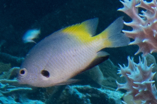 Pomacentrus nigromanus observed 2026-05-19