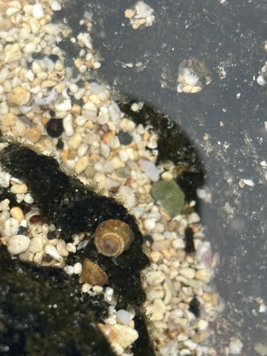 Peasiella tantilla observed 2026-05-29