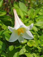Lilium longiflorum