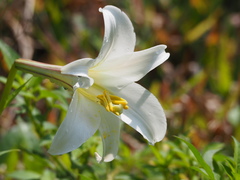 Lilium longiflorum