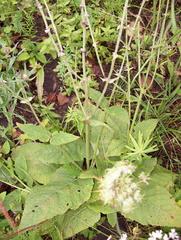 Salvia pratensis