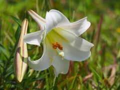 Lilium longiflorum