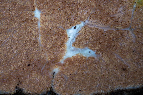 iNaturalist observation photo of Fungi Including Lichens