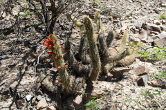 Cleistocactus capadalensis