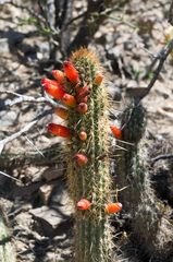 Cleistocactus capadalensis