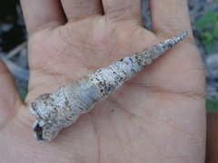 Turritella terebra