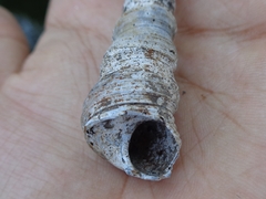 Turritella terebra