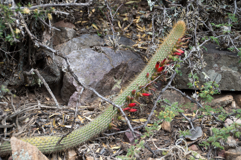 Cleistocactus capadalensis
