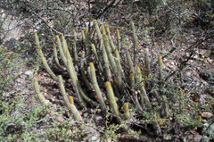 Cleistocactus capadalensis
