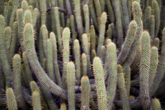 Cleistocactus capadalensis