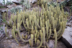 Cleistocactus capadalensis