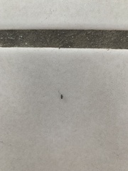 Paratrechina longicornis