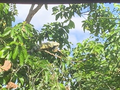 Iguana iguana