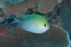 Chromis ternatensis
