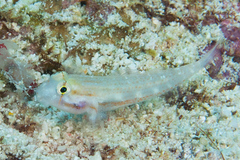 Gnatholepis cauerensis