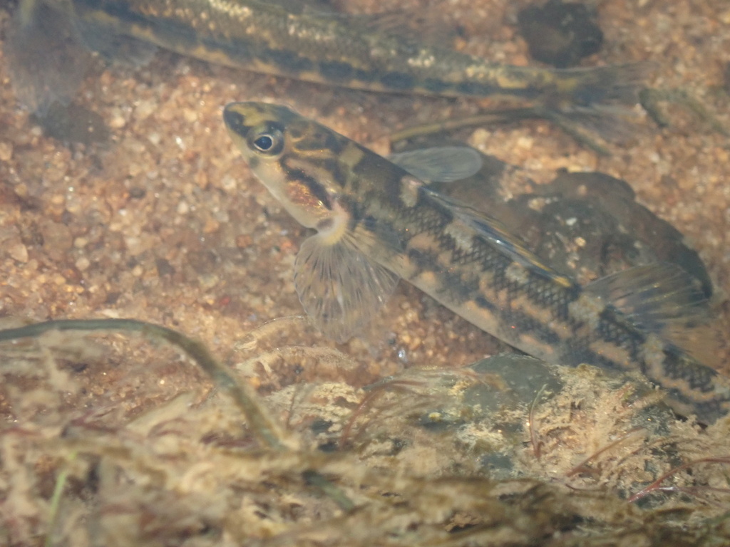 Halloween Darter