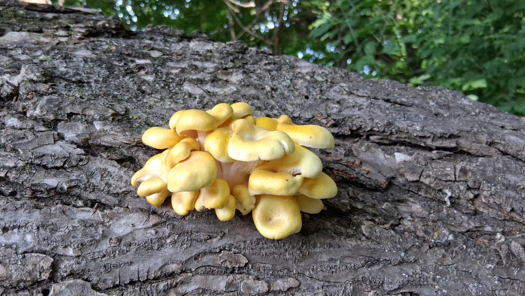 Golden Oyster Mushroom · May 2026 · photo: Photo: (c) eeyipes, some rights reserved (CC BY) · iNaturalist