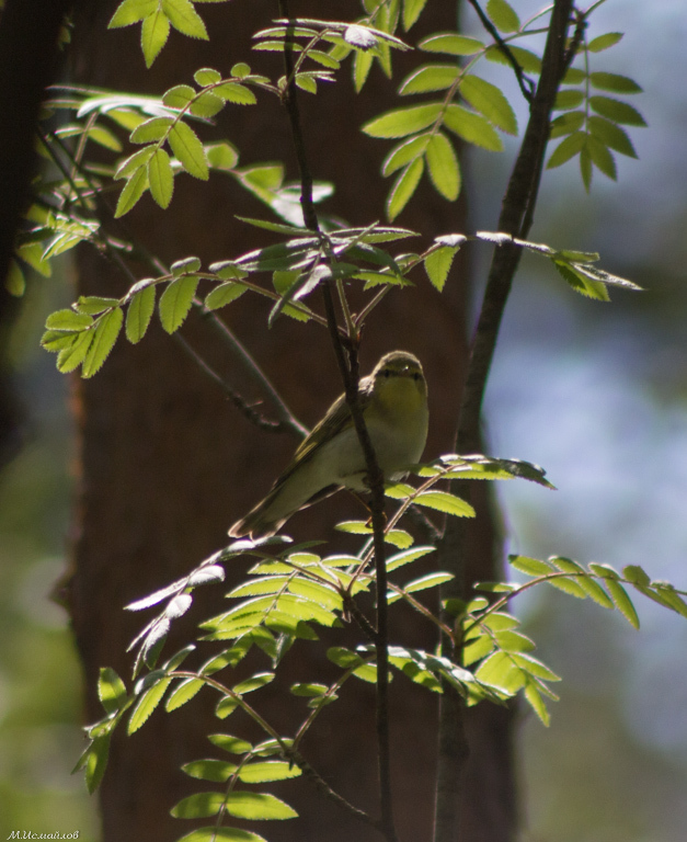 Wood Warbler